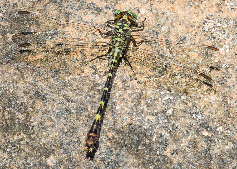 Microgomphus nyassicus
